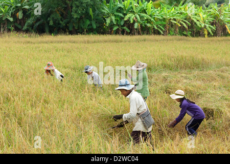 Farmer family harvesting rice in  Mae Sot, Thailand. Stock Photo
