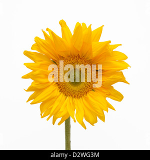 Sunflower, Helianthus annuus Stock Photo