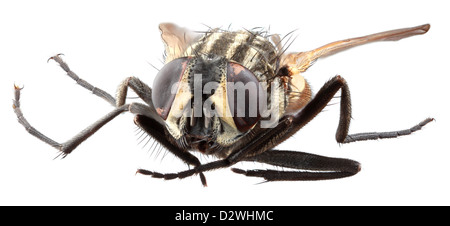 Magnification of Housefly Isolated on White Background Stock Photo