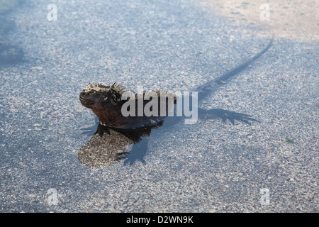 Marine Iguana (Amblyrhynchus cristatus) in shallow waters at the edge of the Pacific Ocean on Fernandina Island Stock Photo