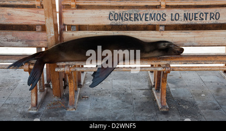 Galapagos Sea Lion snoozing on bench at the waterfront in Puerto Baquerizo Moreno with conservation logo:  Conservemos lo nuestro (we conserve ours) Stock Photo