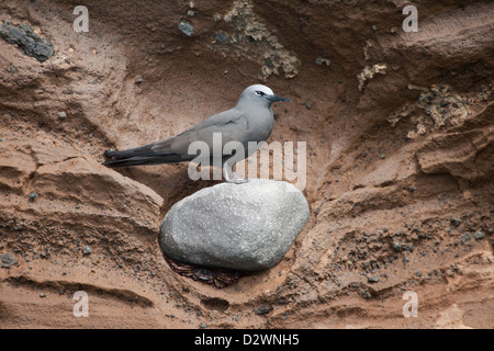 Brown Noddy tern (Anous stolidus) perched on lava rock in tuff cliff on Volcán Ecuador, Isabela Island, Galapagos Islands Stock Photo