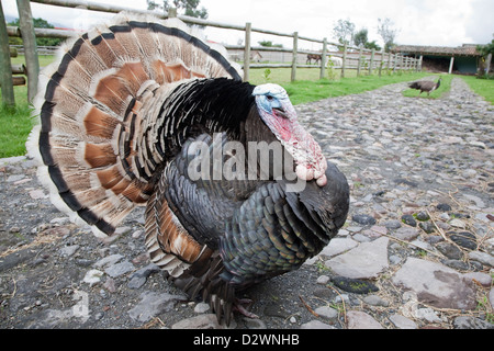 Pet Turkey displaying his feathers at Hacienda Cusin in Ecuador Stock Photo