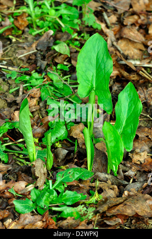 Spring foliage of arum maculatum. Dorset, UK Stock Photo