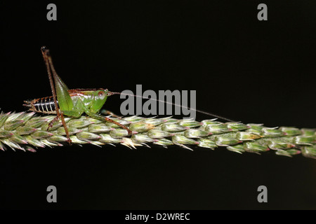 A Sri Lankan Cricket Photographed At Night Stock Photo