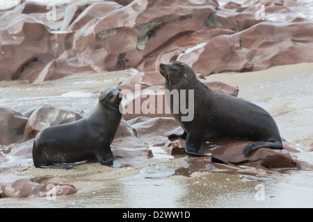 Cape Fur Seals at Cape Cross in Namibia
