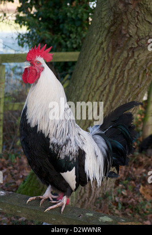 Fence Sitting Chickens White Chicken