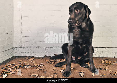 Nervous Chocolate Labrador Stock Photo