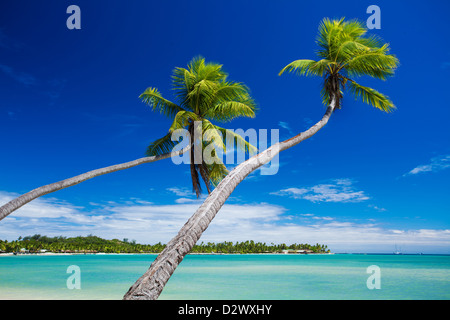 Couple of palm trees hanging over stunning green lagoon Stock Photo
