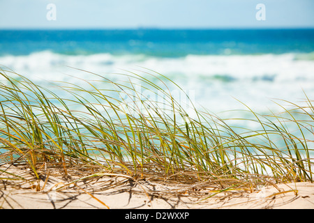 Green grass on sandy dune overlooking tropical beach Stock Photo