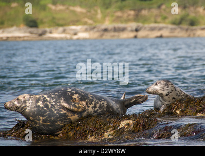 Two English Spotted Seals on Rock on South Coast Stock Photo