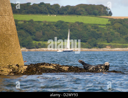 Two English Spotted Seals on Rock on South Coast with sailing boat in background Stock Photo