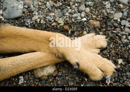 The casual dog Stock Photo