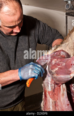 Man preparing an animal carcass, Thetford forest, UK Stock Photo