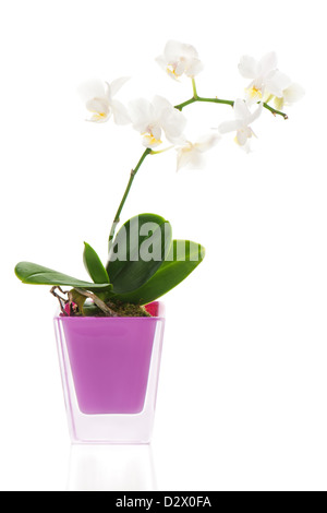 miniature white orchid arrangement centerpiece in vase isolated on white background Stock Photo