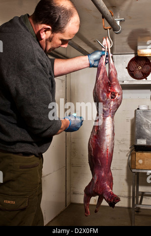 Man preparing an animal carcass, Thetford forest, UK Stock Photo