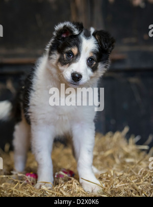 Cute Border Collie sheepdog puppy portrait. Standing on all four legs on a hay bale in a barn. Stock Photo