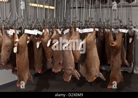 Dead deers hang from hooks in abattoir, Thetford, UK Stock Photo