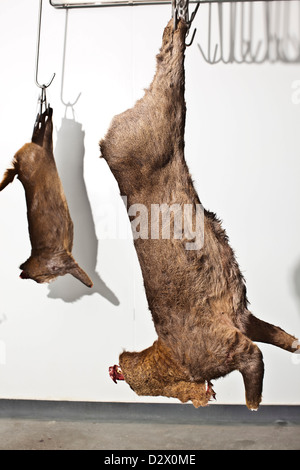 Dead deers hang from hooks in abattoir, Thetford, UK Stock Photo