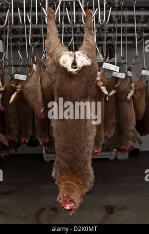 Dead deers hang from hooks in abattoir, Thetford, UK Stock Photo