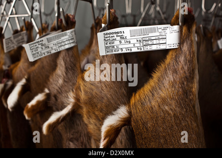 Dead deers hang from hooks in abattoir, Thetford, UK Stock Photo