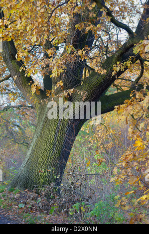 Old common oak in autumn Quercus robur Stock Photo
