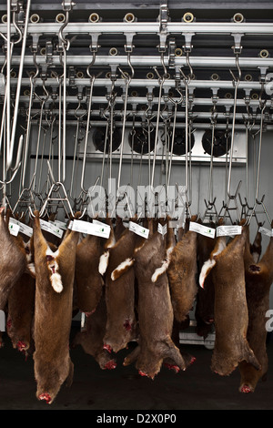 Dead deers hang from hooks in abattoir, Thetford, UK Stock Photo