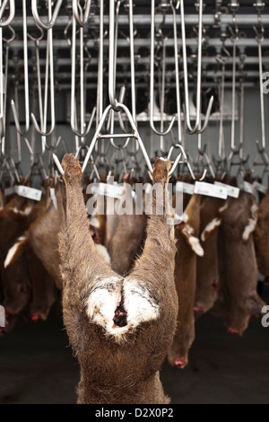 Dead deers hang from hooks in abattoir, Thetford, UK Stock Photo