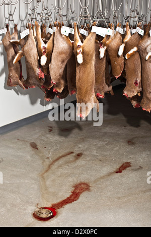 Dead deers hang from hooks in abattoir, Thetford, UK Stock Photo