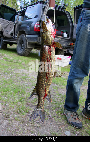 fresh caught fish (pike) on hand with blood, caught in Karelia Stock Photo