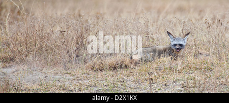 A bat Eared Fox hugs the warmth of the ground in the early morning cool of the Savannah. Serengeti National Park, Tanzania