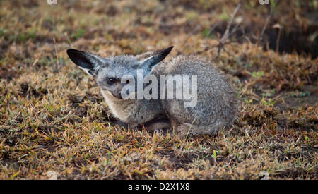 A bat Eared Fox hugs the warmth of the ground in the early morning cool of the Savannah. Serengeti National Park, Tanzania