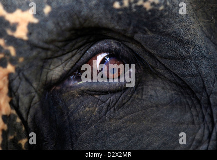 Elephant eye close-up. Bali. Indonesia Stock Photo