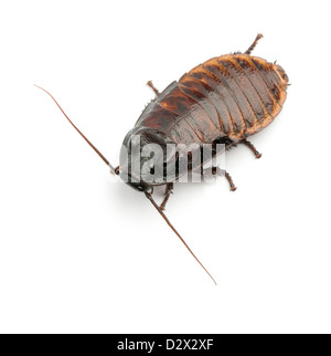 Madagascar hissing Cockroach, Gromphadorhina portentosa, also known as the Hissing Cockroach against white background Stock Photo