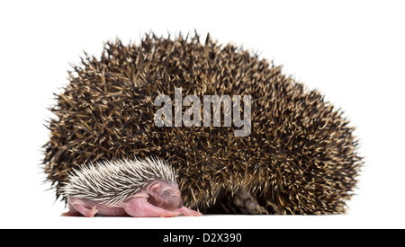 Baby Hedgehog lying next to its mother against white background Stock Photo