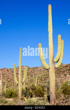 Giant Cacti in Saguaro N.P. , Arizona, USA Stock Photo