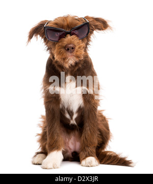 Crossbreed, 5 months old, sitting and wearing sunglasses against white background Stock Photo