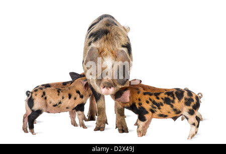 Oxford Sandy and Black piglets, 9 weeks old, suckling sow against white background Stock Photo