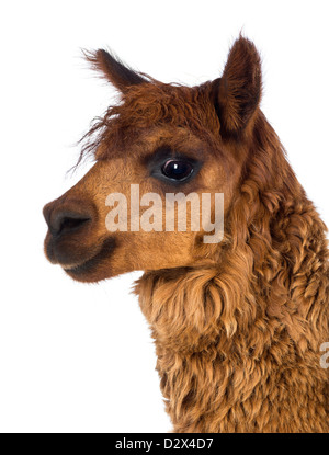 Close-up of Alpaca, Vicugna pacos, against white background Stock Photo