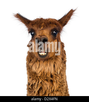 Close-up of Alpaca, Vicugna pacos, smiling against white background Stock Photo