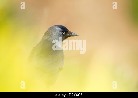 Jackdaw on cliff Stock Photo