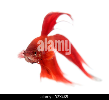 Front view of a Siamese fighting fish, Betta splendens, against white background Stock Photo