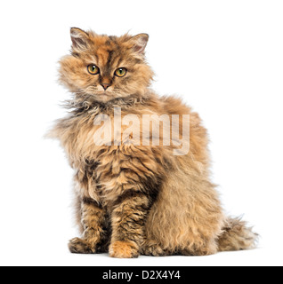 Selkirk Rex, 5 months old, sitting and looking at camera against white background Stock Photo