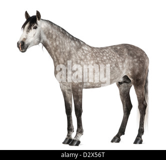 Andalusian, 7 years old, also known as the Pure Spanish Horse or PRE, against white background Stock Photo