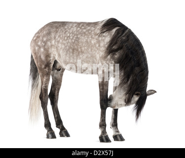 Andalusian looking down, 7 years old, also known as the Pure Spanish Horse or PRE, against white background Stock Photo