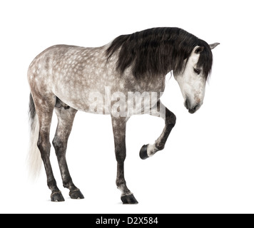 Andalusian looking down, 7 years old, also known as the Pure Spanish Horse or PRE, against white background Stock Photo