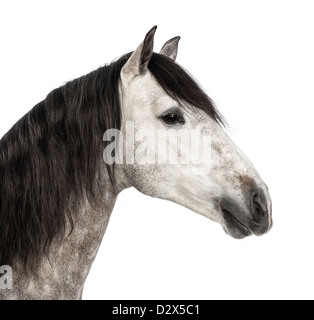 Close-up of Andalusian, 7 years old, also known as the Pure Spanish Horse or PRE against white background Stock Photo