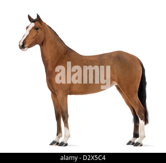 Side view of a Female Andalusian, 3 years old, also known as the Pure Spanish Horse or PRE, against white background Stock Photo