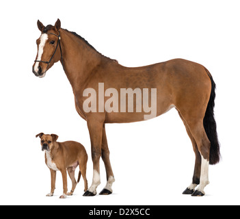 Crossbreed dog next to a Female Andalusian (3 years old), also known as the Pure Spanish Horse or PRE, against white background Stock Photo