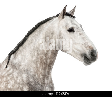 Close-up of Male Andalusian, 7 years old, also known as the Pure Spanish Horse or PRE against white background Stock Photo